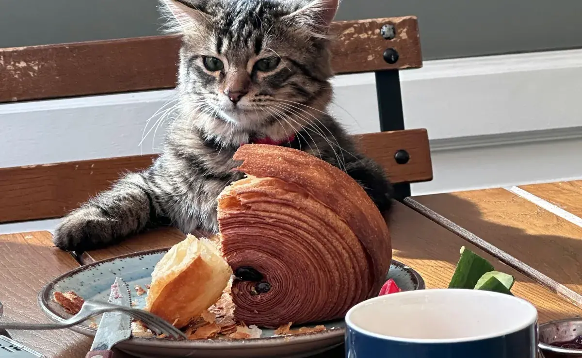 Nunca debes darle de comer comida para perro a tu gato, pues les hace daño.