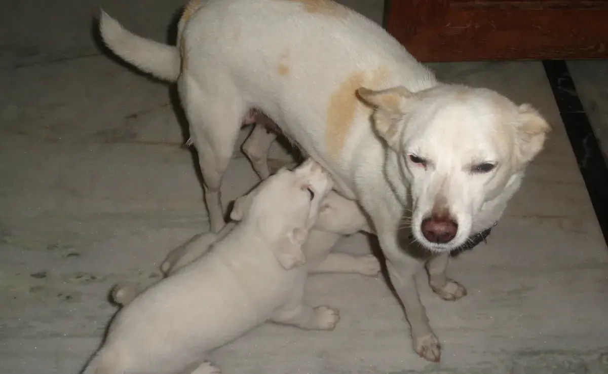 Cuánto tiempo debe un cachorro tomar leche de su mamá