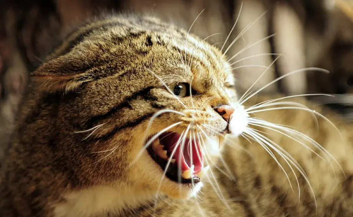 Tu gato podría estar sufriendo de fatiga de bigotes ¡Descubre de qué trata!