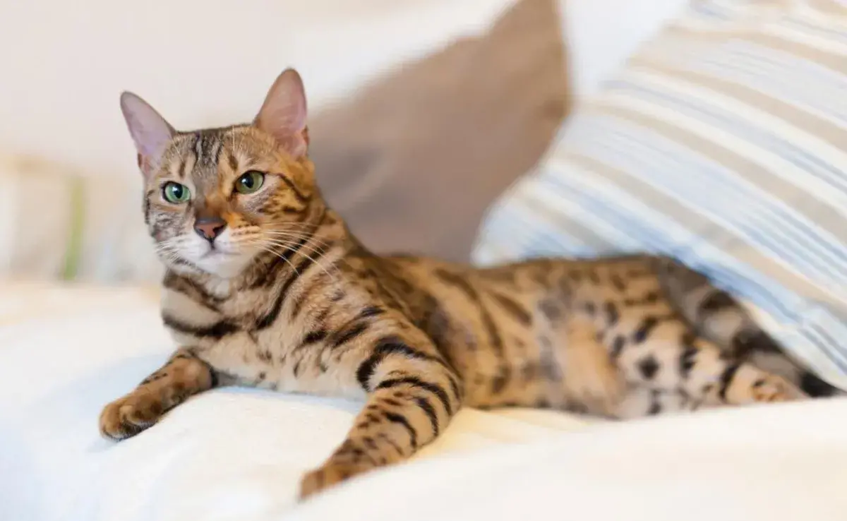 Uno de los gatos domésticos que más se asemeja a un tigre es el gato Bengalí.