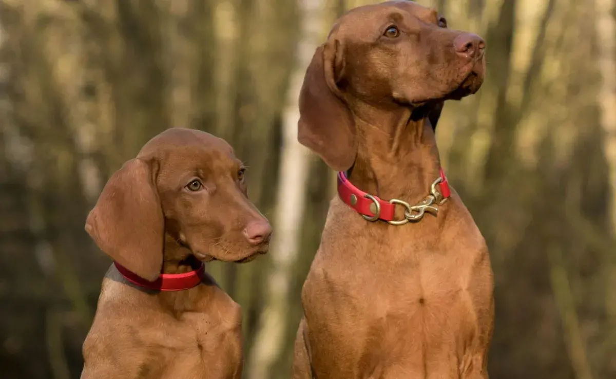 Los perros sí pueden ser infértiles, pero hay tratamientos para revertirlo.