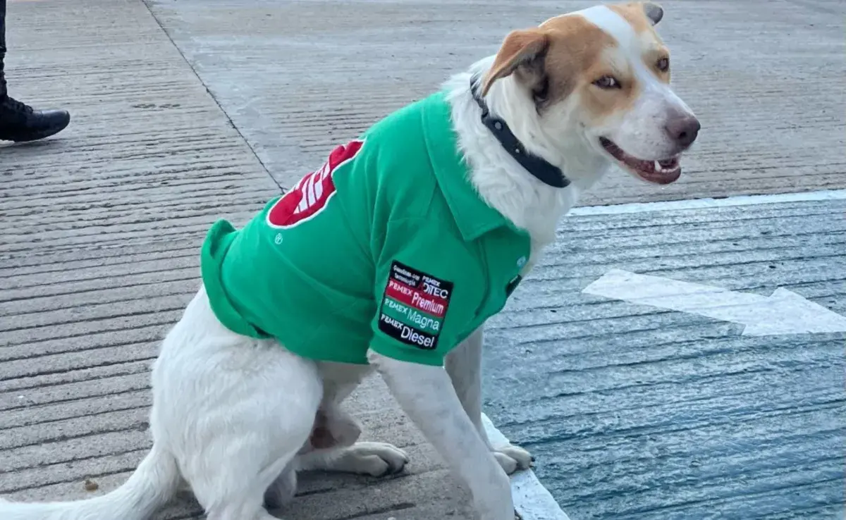 Mailo no es un perro cualquiera; es un trabajador fiel en una gasolinera local.