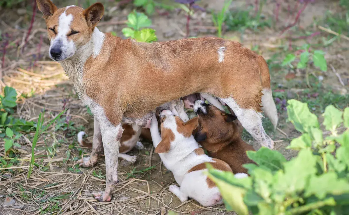 Las madres pueden no producir la suficiente leche. 