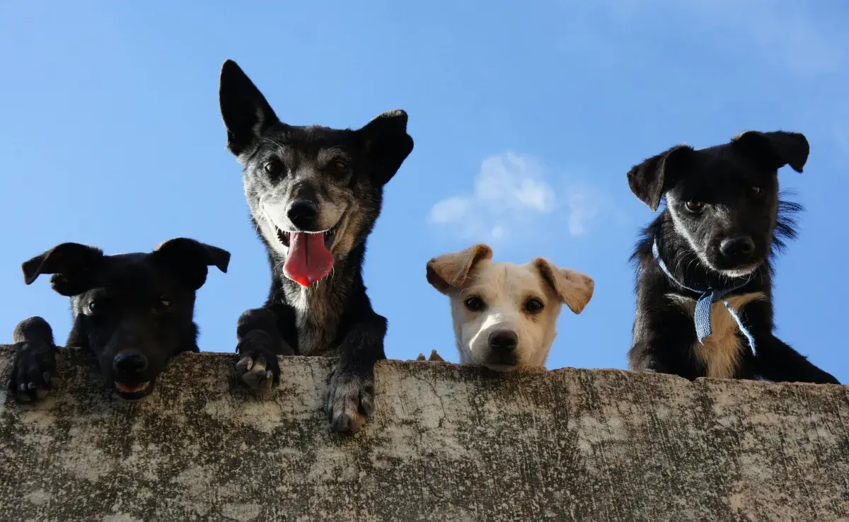 La protección animal es clave para mejorar la sociedad.