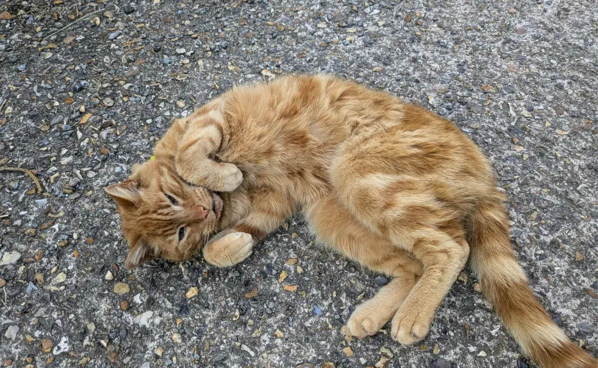 La panza es una área sensible del gato. 