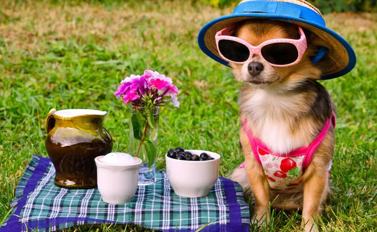 Los collares son uno de los accesorios más básicos y esenciales para cualquier mascota. 