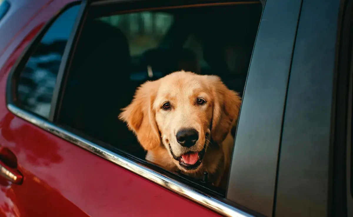 Para disfrutar el viaje en coche con tu perro no le des de comer dos horas antes