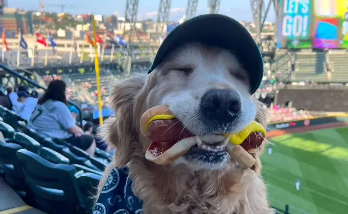 Un Golden Retriever llamado Dash se ha convertido en una sensación viral en el mundo del béisbol.