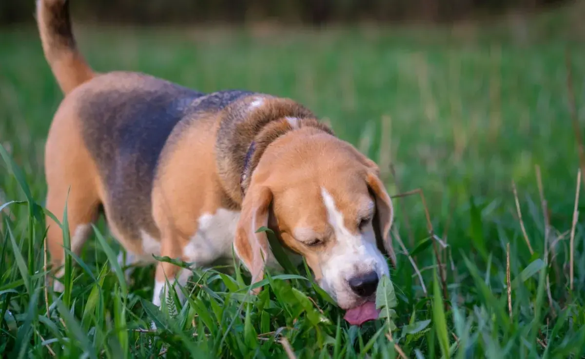 La mayoría de los veterinarios coinciden en que comer pasto no es perjudicial para los perros