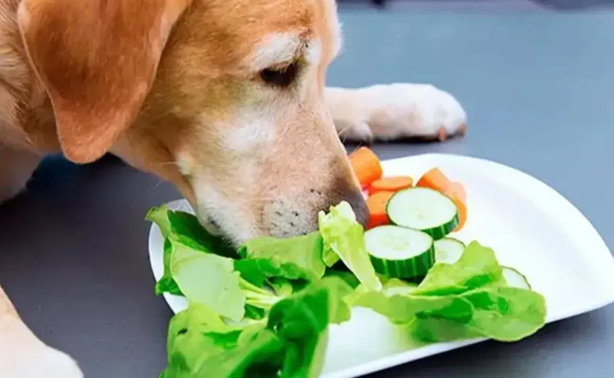 La nutrición es una parte fundamental del bienestar y la salud de tu perro. 