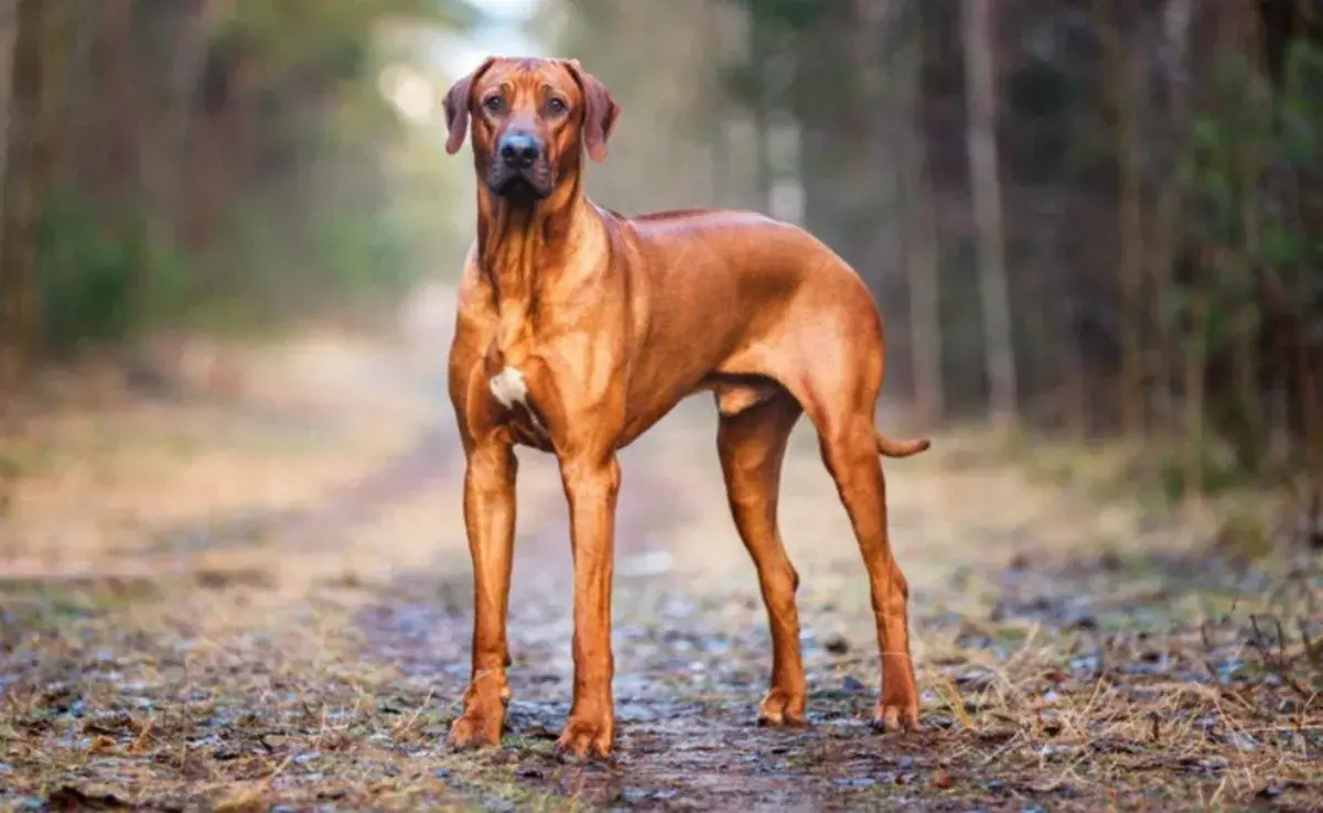 El Crestado Rodesiano, conocido también como el “perro león africano”