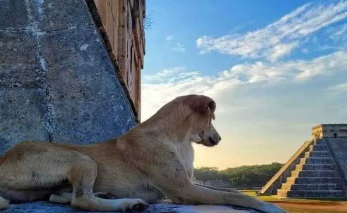 Los perros que habitan Chichén Itzá no son perros domésticos en el sentido tradicional.