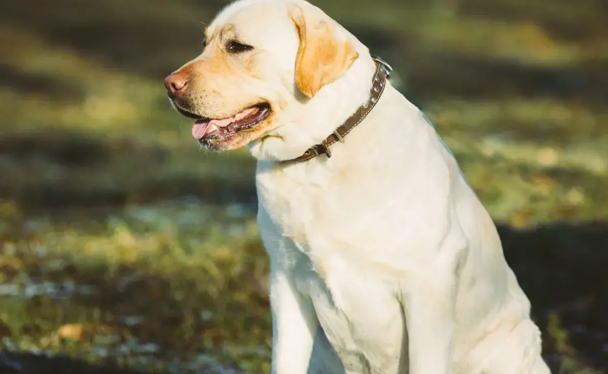 Los Labradores son conocidos por su amor por la comida y su tendencia a la obesidad.