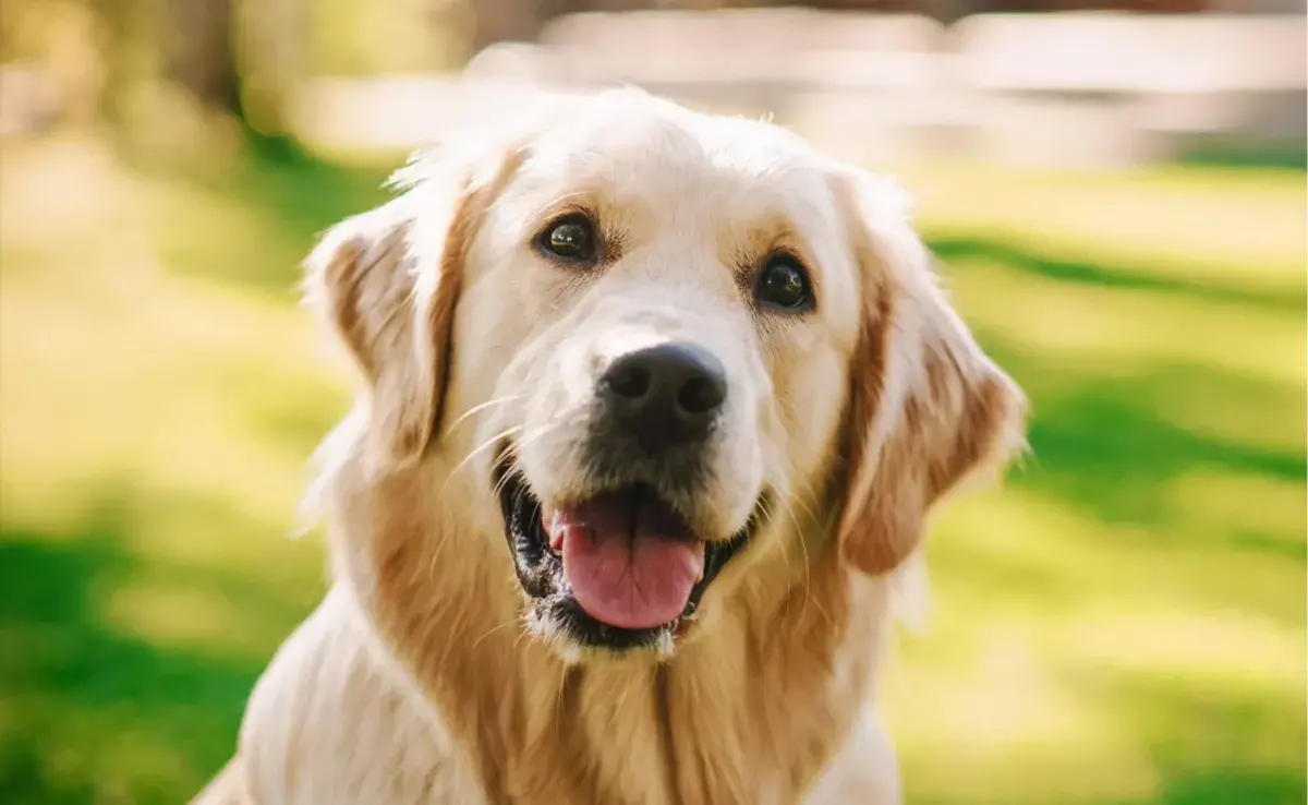 El hipo es una condición curiosa que también puede afectar a los perros, al igual que a los humanos. 