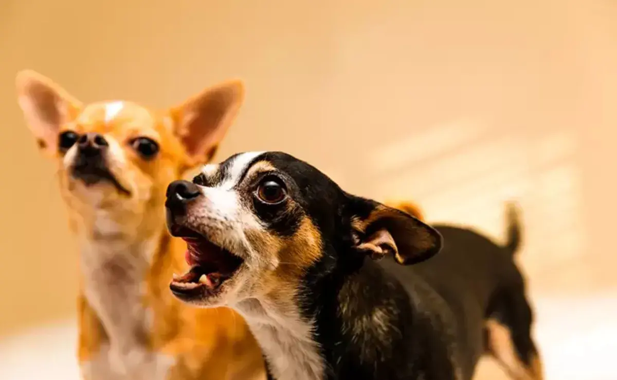 El origen del dicho tiene raíces en la observación del comportamiento canino.