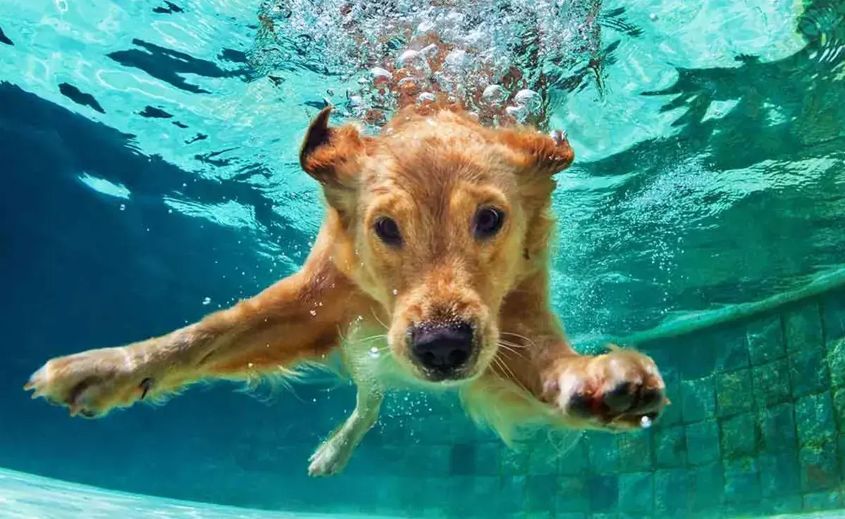 Dentro del grupo de razas que aman el agua, los retrievers destacan como los más entusiastas.