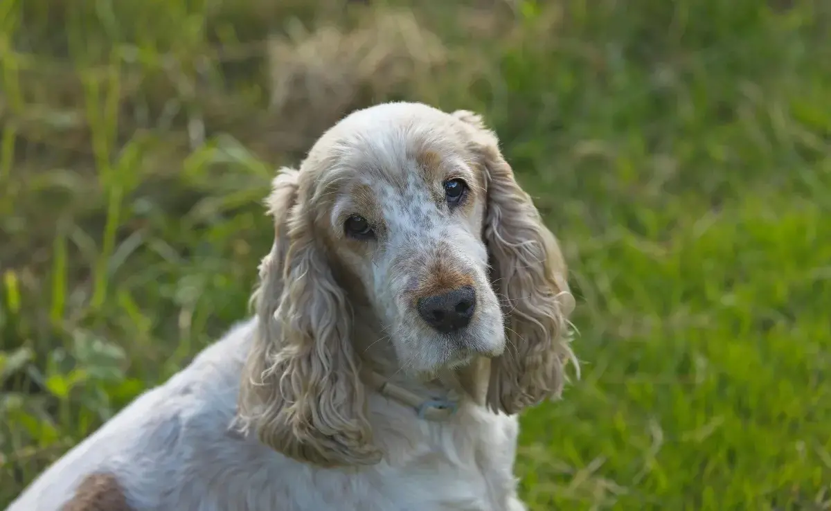 La artritis afecta a los perros mayores.