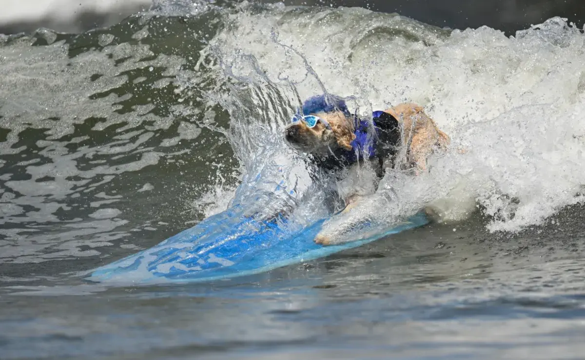 El campeonato Mundial de Surf Canino fue en agosto. Foto: X./El Universal