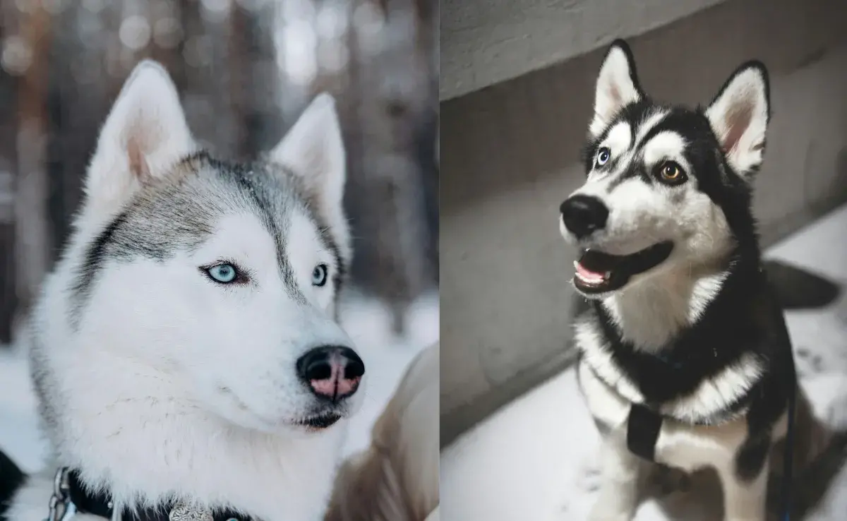 Hay razas de perros que se confunden fácilmente.