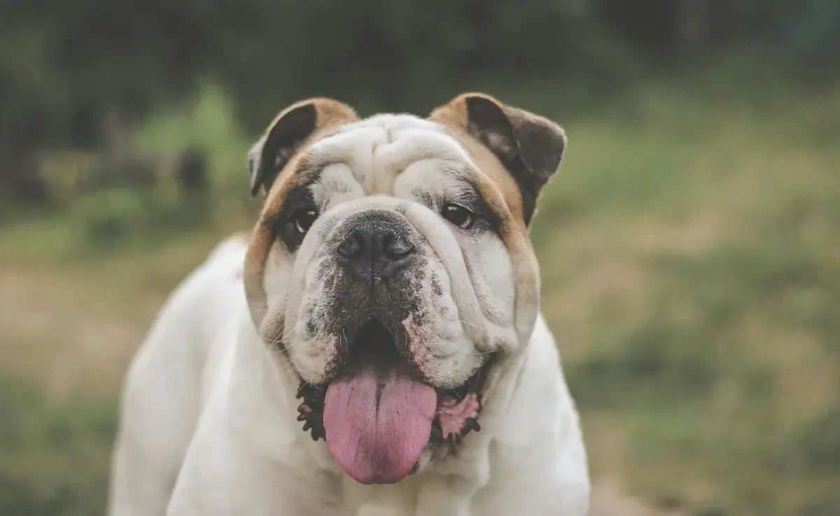 Los probióticos mejoran la salud intestinal de los perros. 