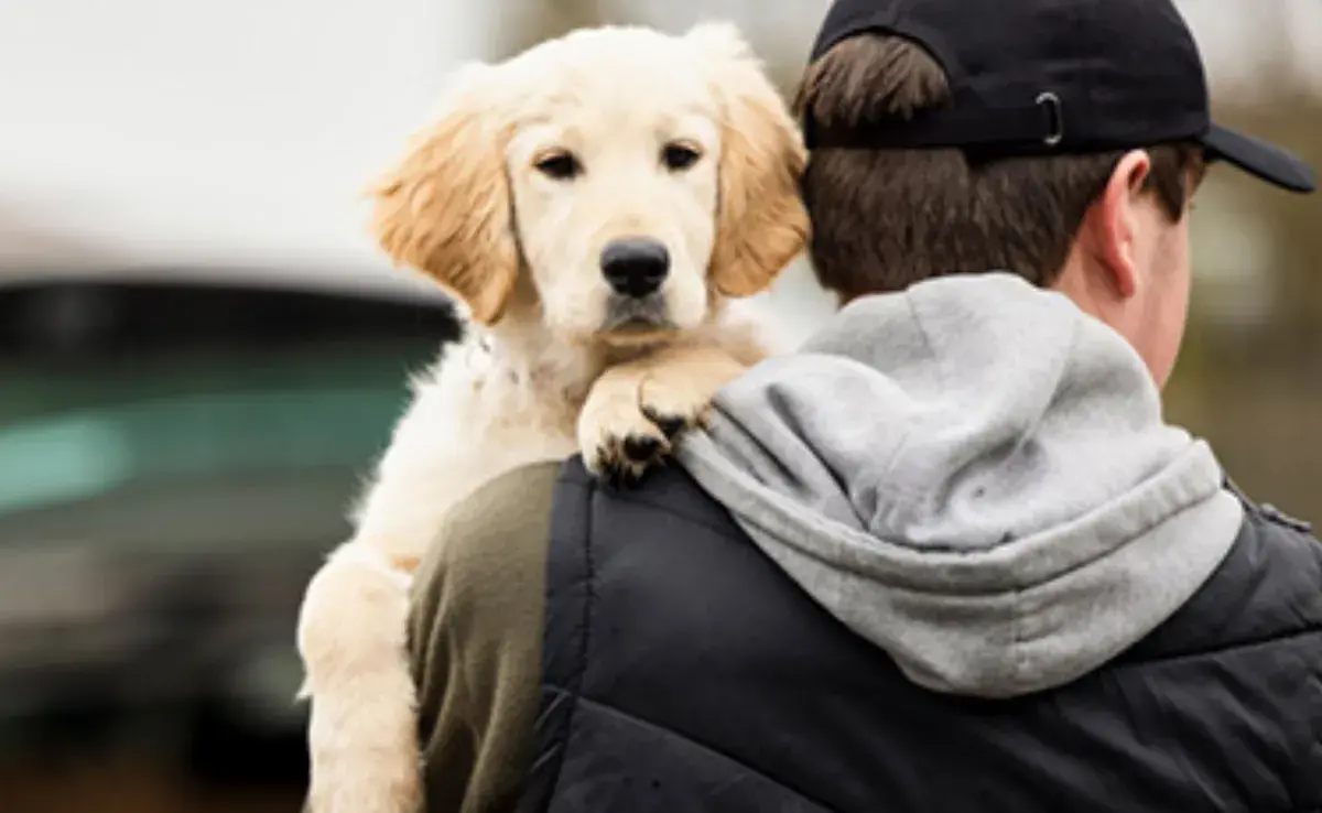 Tradicionalmente, las mascotas han sido consideradas como propiedad personal desde el punto de vista legal.