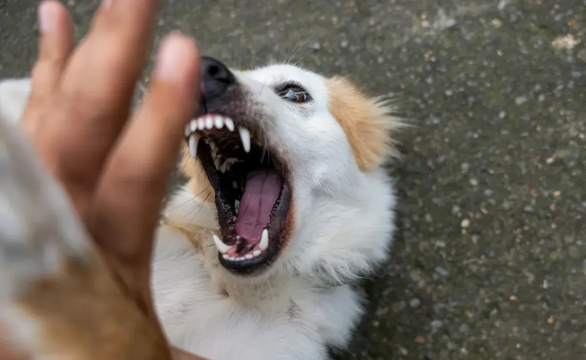 Lavar los dientes de tu perro eliminará los peligros del sarro. 