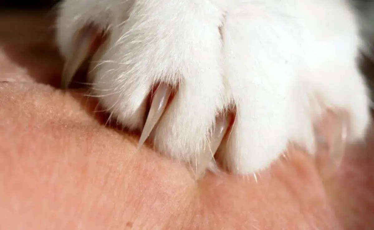 Las uñas de los gatos crecen de manera continua, al igual que las de los humanos.