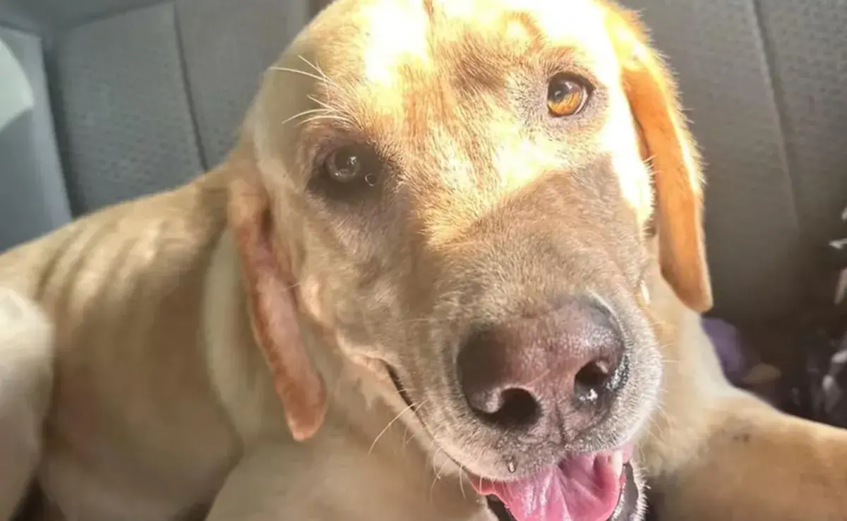 Waylon, un labrador retriever de pelaje dorado, vivía en las calles de una pequeña ciudad en el sur de Estados Unidos. 