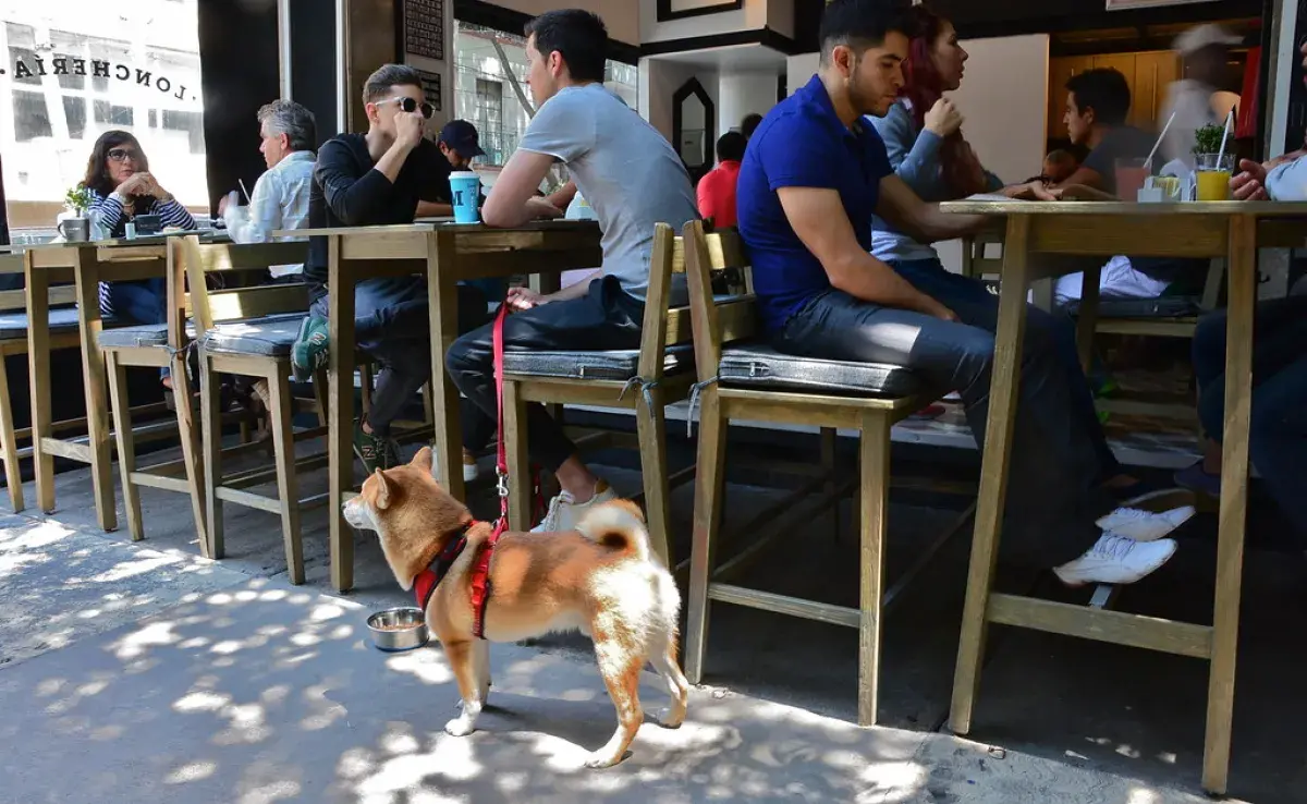 Fui con mi perro a un restaurante y esto funcionó para que estuviera tranquilo