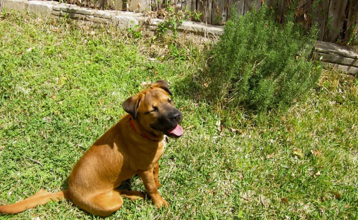 Cuáles son los beneficios de la planta de romero para mi perro 