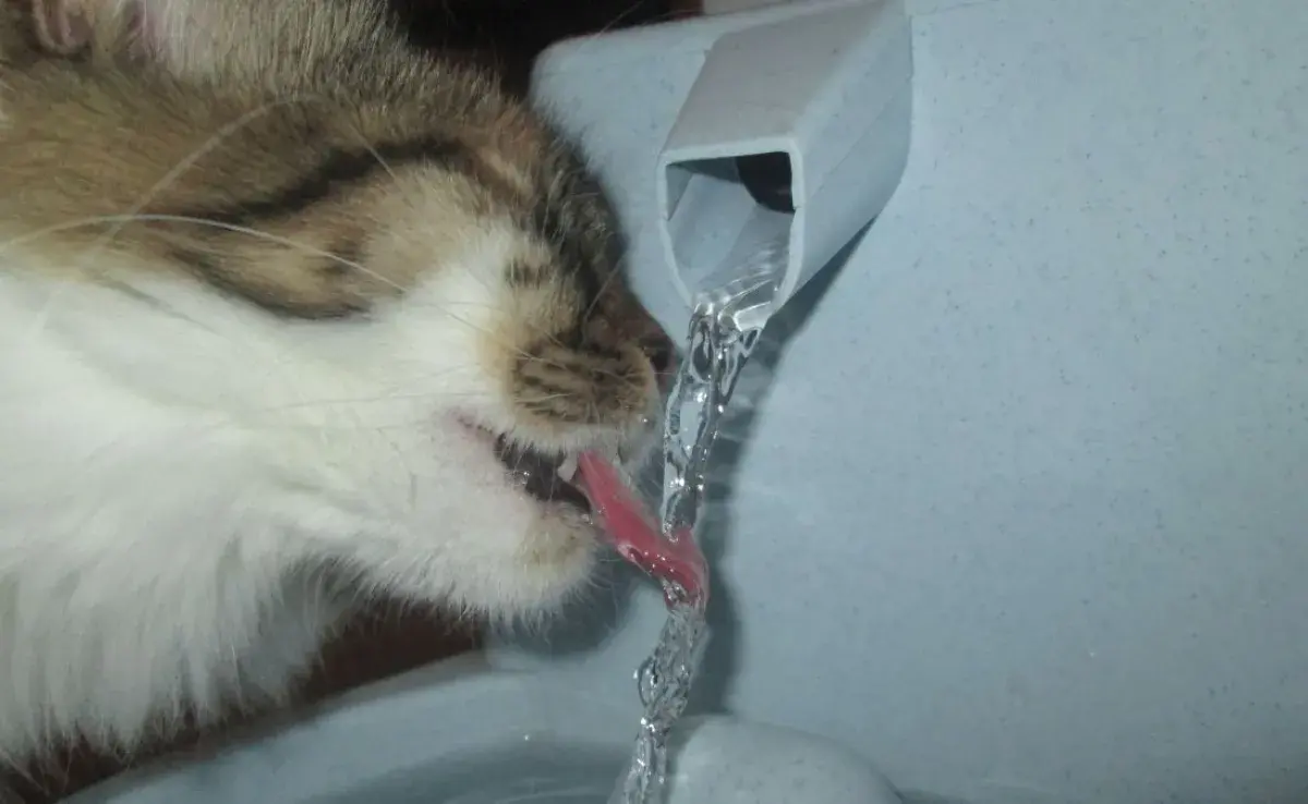 ¿De qué material debo escoger la fuente de agua para mi gato? 