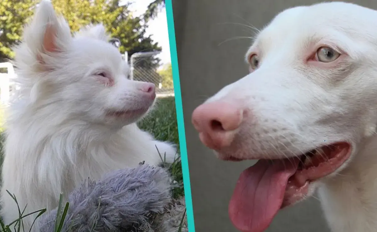 Esto es todo lo que debes saber sobre los perros albinos