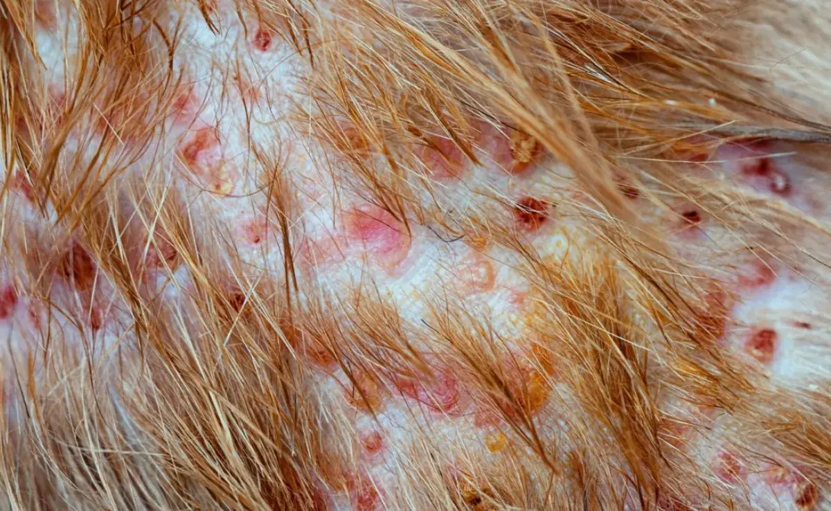 ¿Qué es la foliculitis en perros? Aprende a identificar los síntomas.