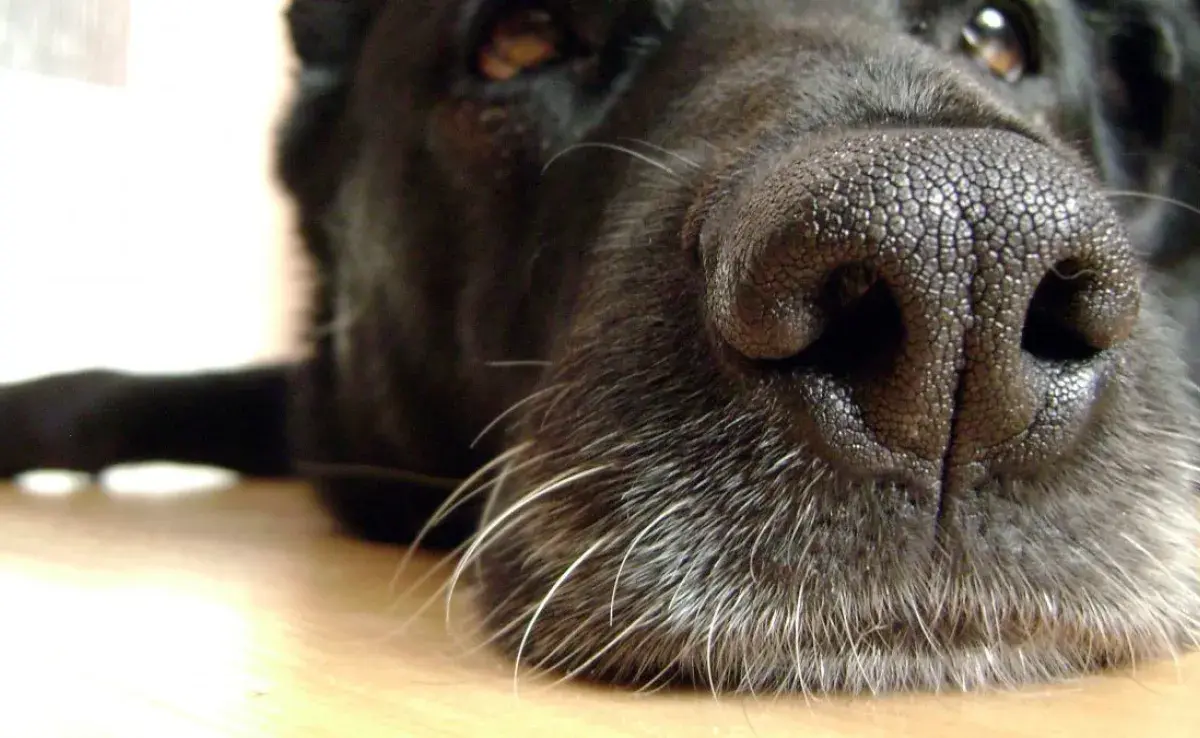 Esta es la función de los bigotes de los perros