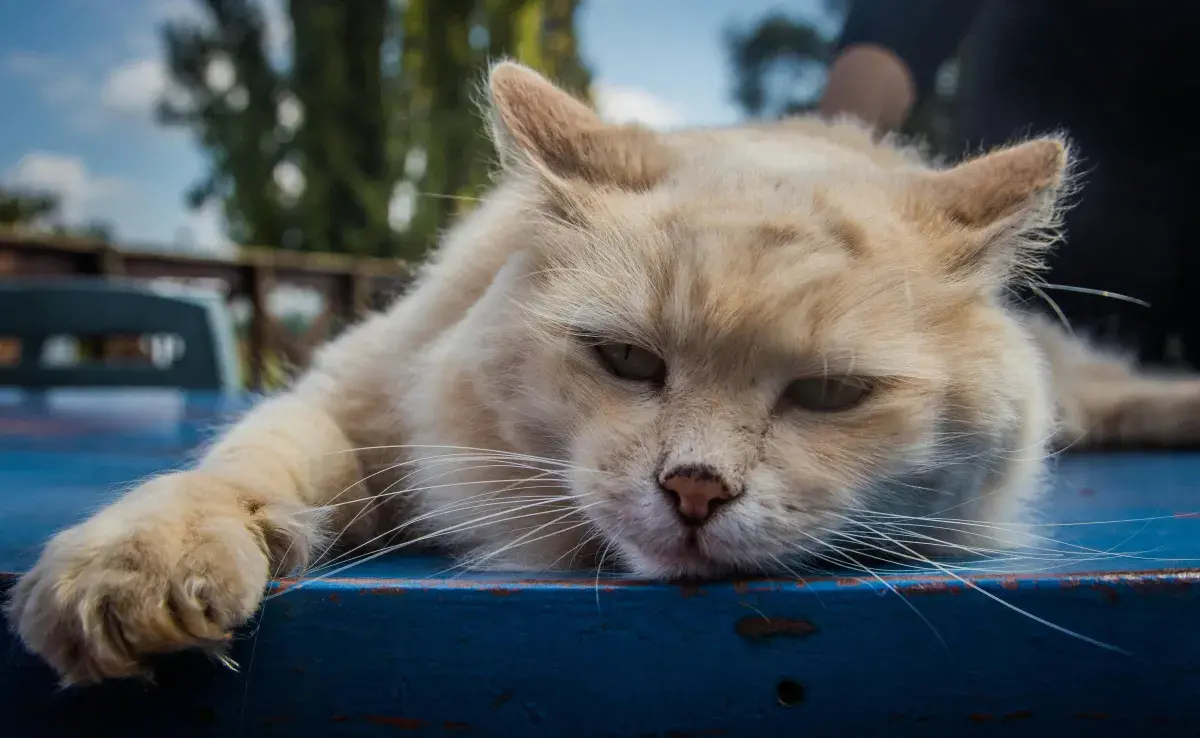 ¡Cuidado! Señales de que tu gato puede estar envenenado