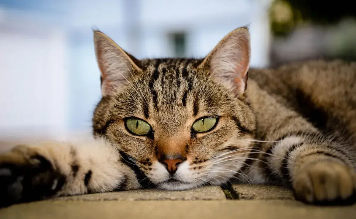 ¿Tienes un gato Sokoke en casa y no lo sabías? ¡Conoce más sobre esta raza africana!