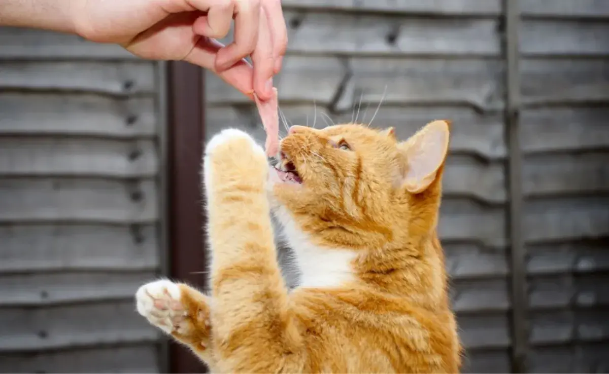 ¿Sabías que el jamón puede ser peligroso para tu gato? Descubre por qué