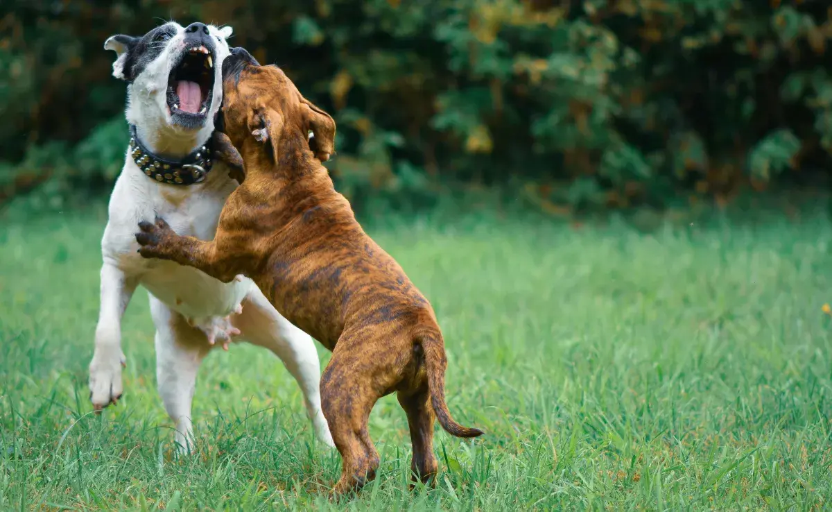 ¿Se pelan más entre perras hembras o perros machos?