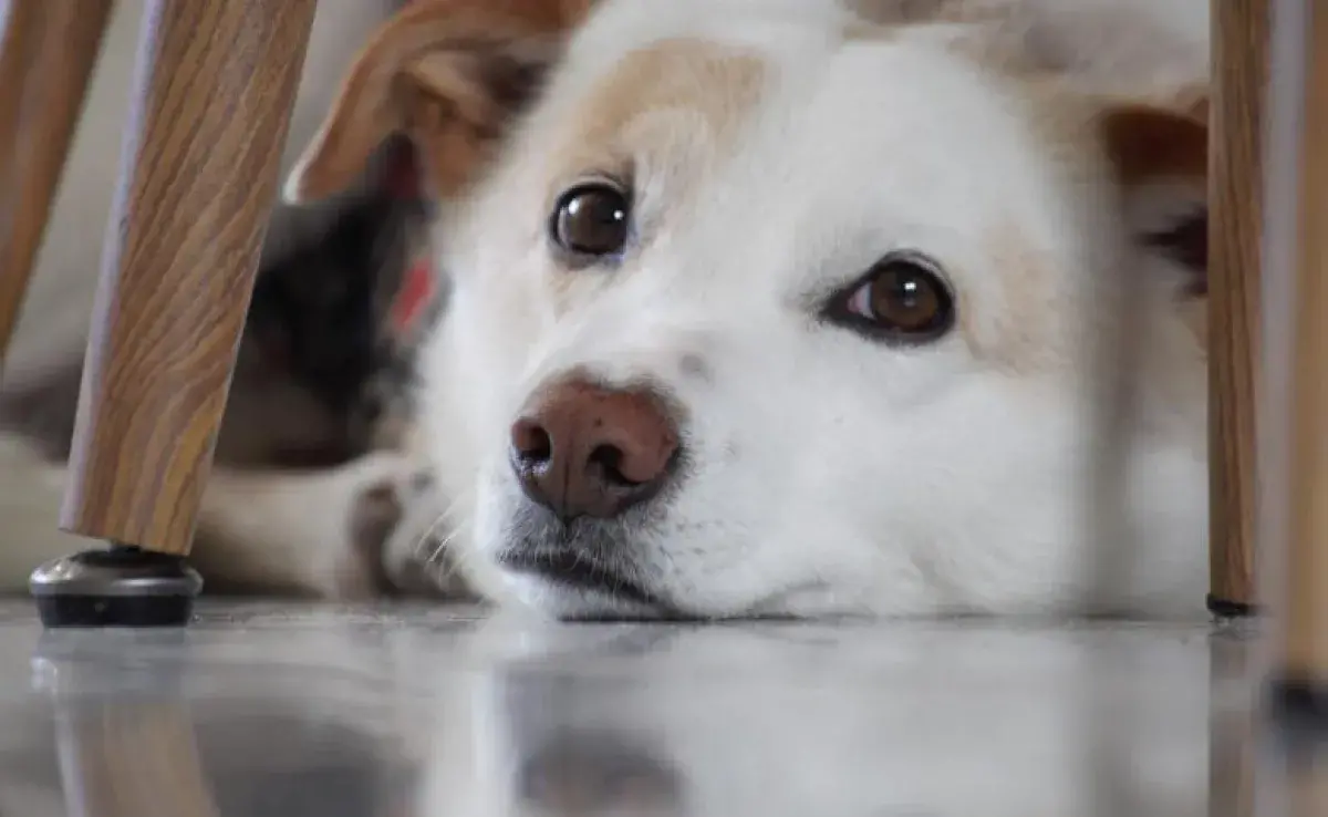 Cómo ayudar a tu mascota a sentirse protegida durante la pirotecnia.