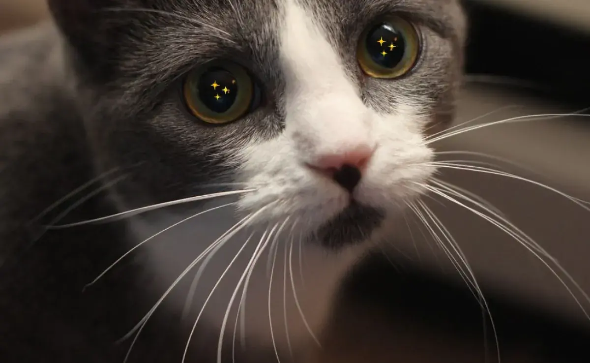 Lleva contigo un bigote de gato y atrae la buena suerte. Conoce las historias detrás de esta tradición