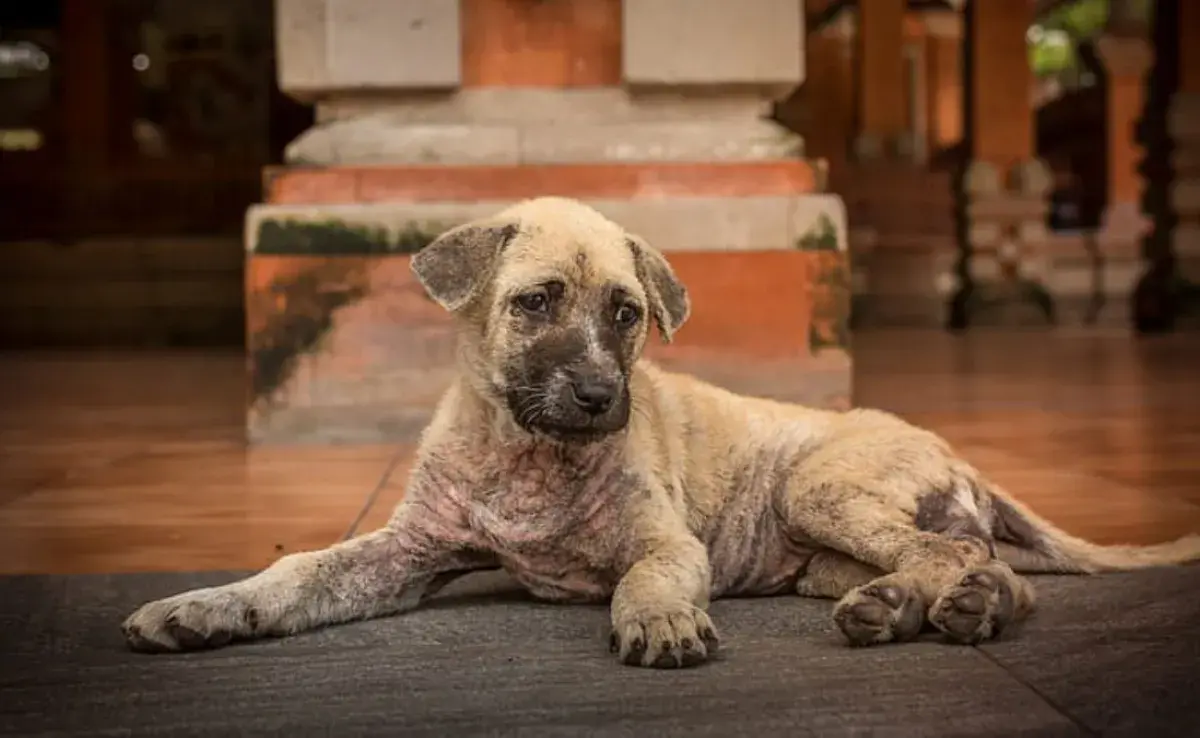 ¿Por qué mi perro tiene un hoyo en el pelaje? Descubre las razones