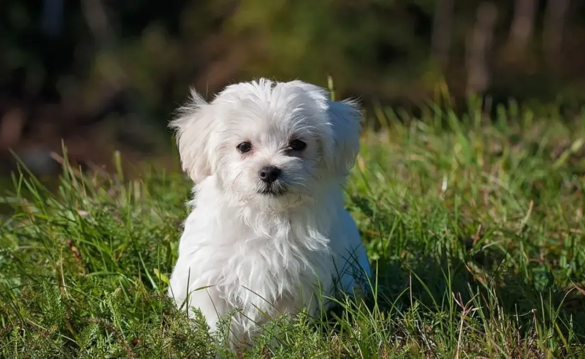 Top 5 de perros chiquitos peludos que seguro amarás