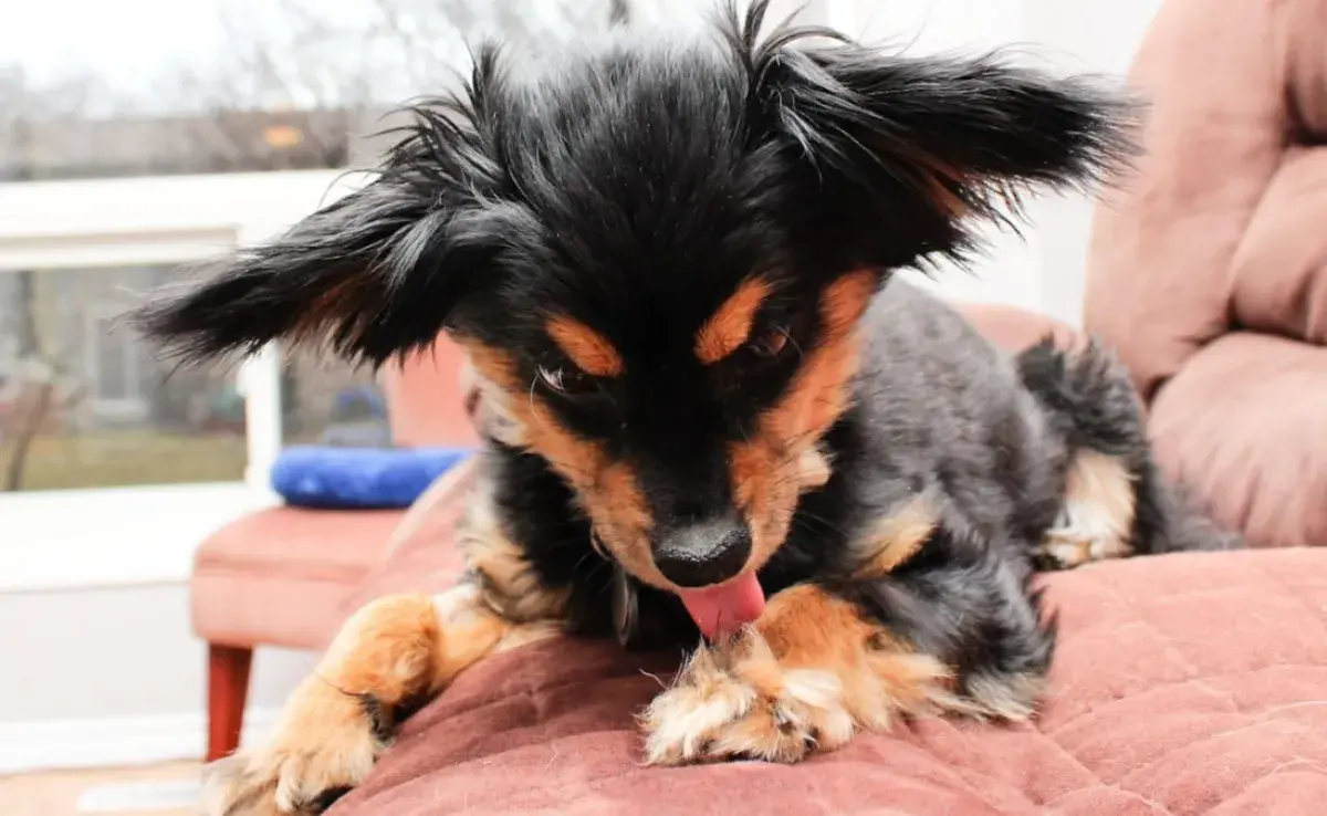 Cuida la salud de tu perro si se lame las patas continuamente