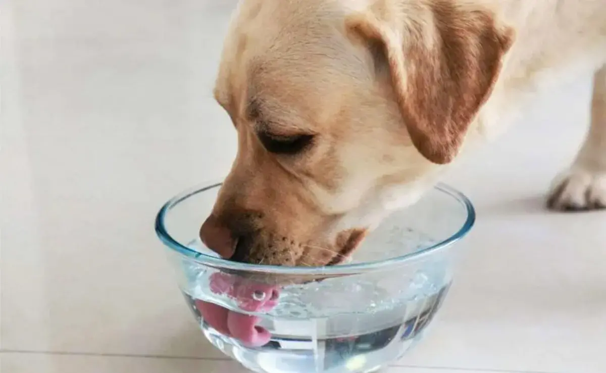 Las alergias y las intolerancias alimentarias son problemas cada vez más comunes en los perros.