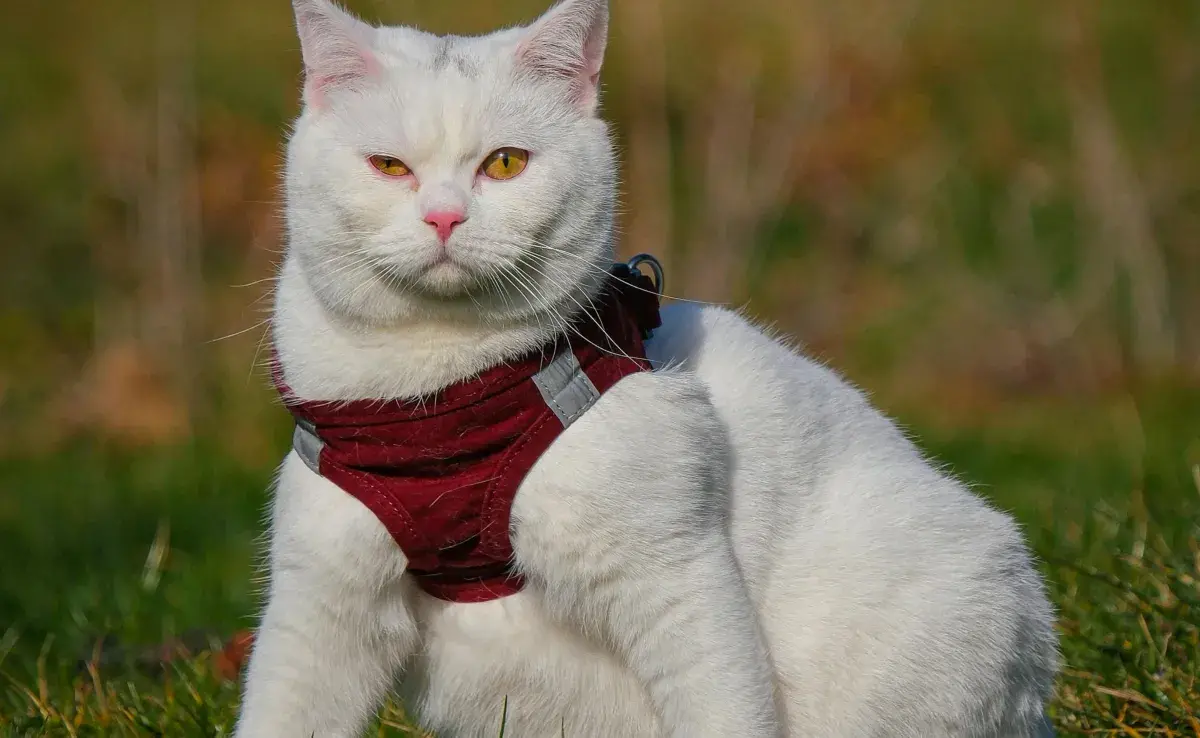 Toma en cuenta la comodidad de tu gato a la hora de elegir arnés. 