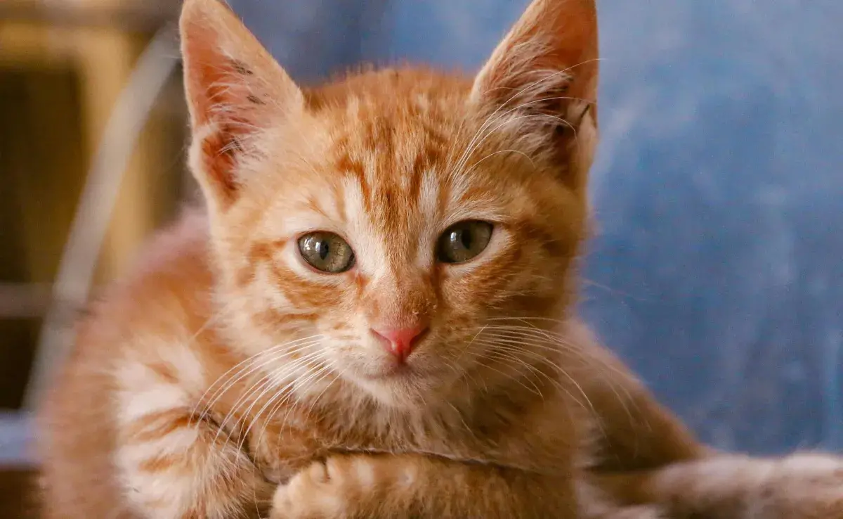 Toma en cuenta las etapas de tu gato para mejorar su cuidado.