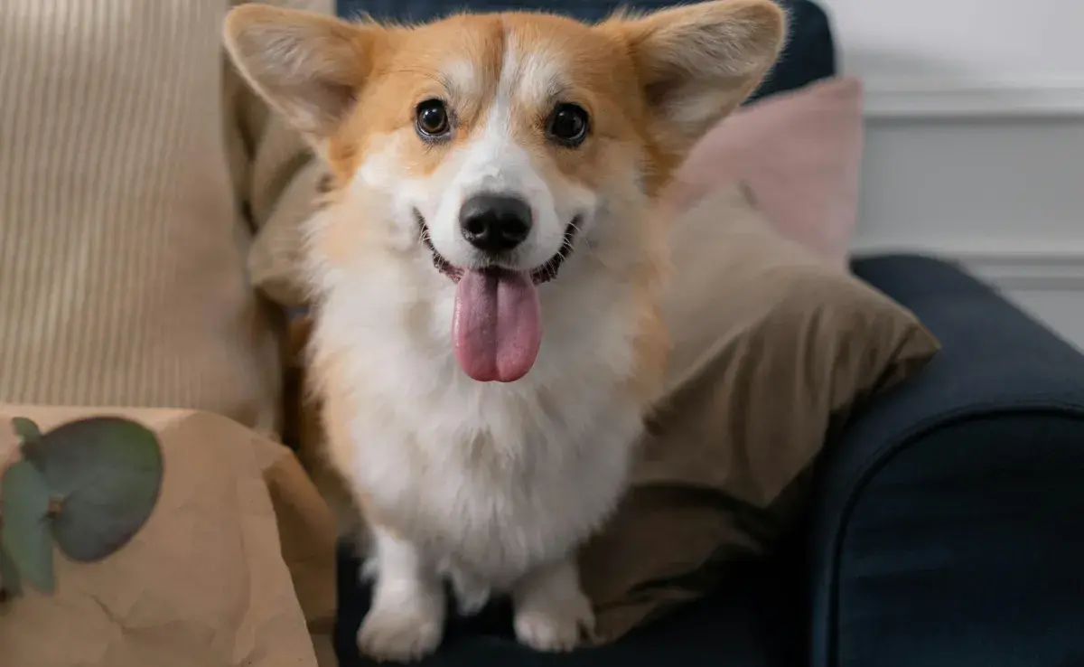 Los Corgi son grandes nadadores por su anatomía.