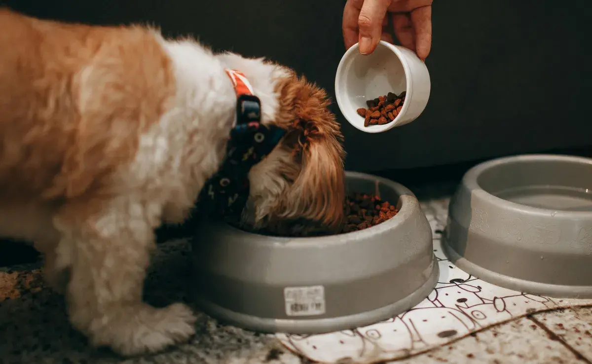 Darle croquetas echadas a perder a tu perro puede ocasionarle enfermedades graves.