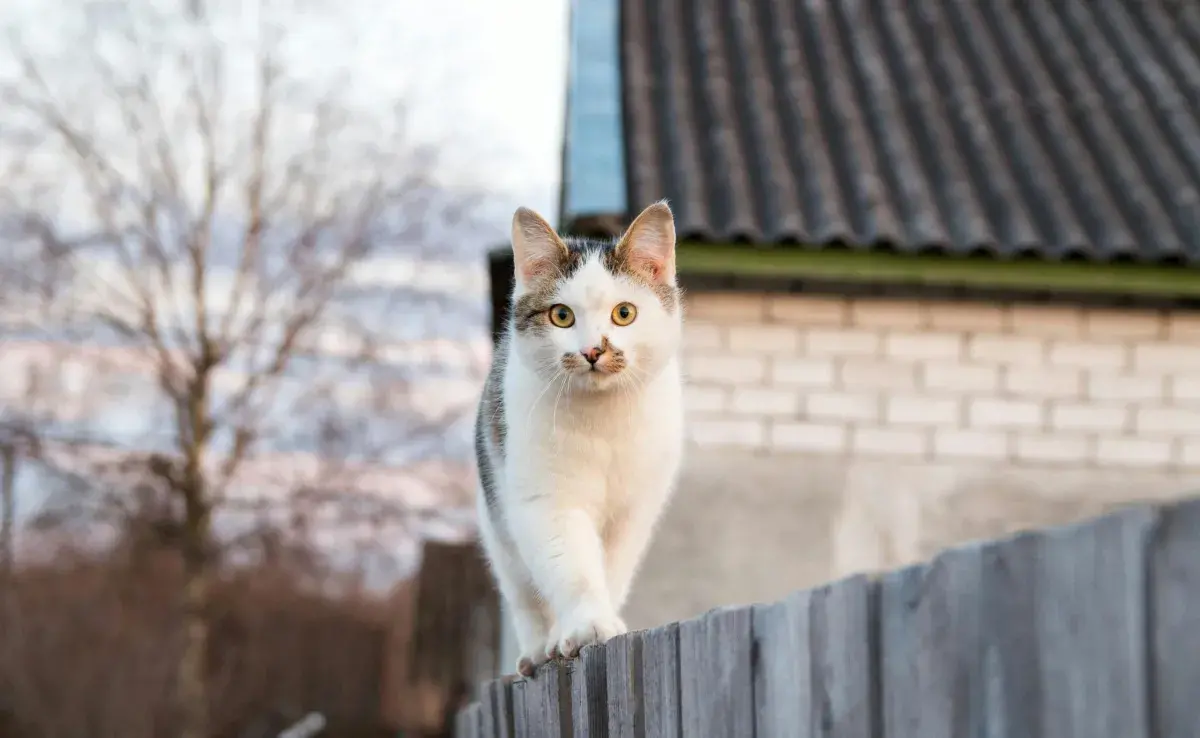 La columna vertebral es clave en el equilibrio del gato.