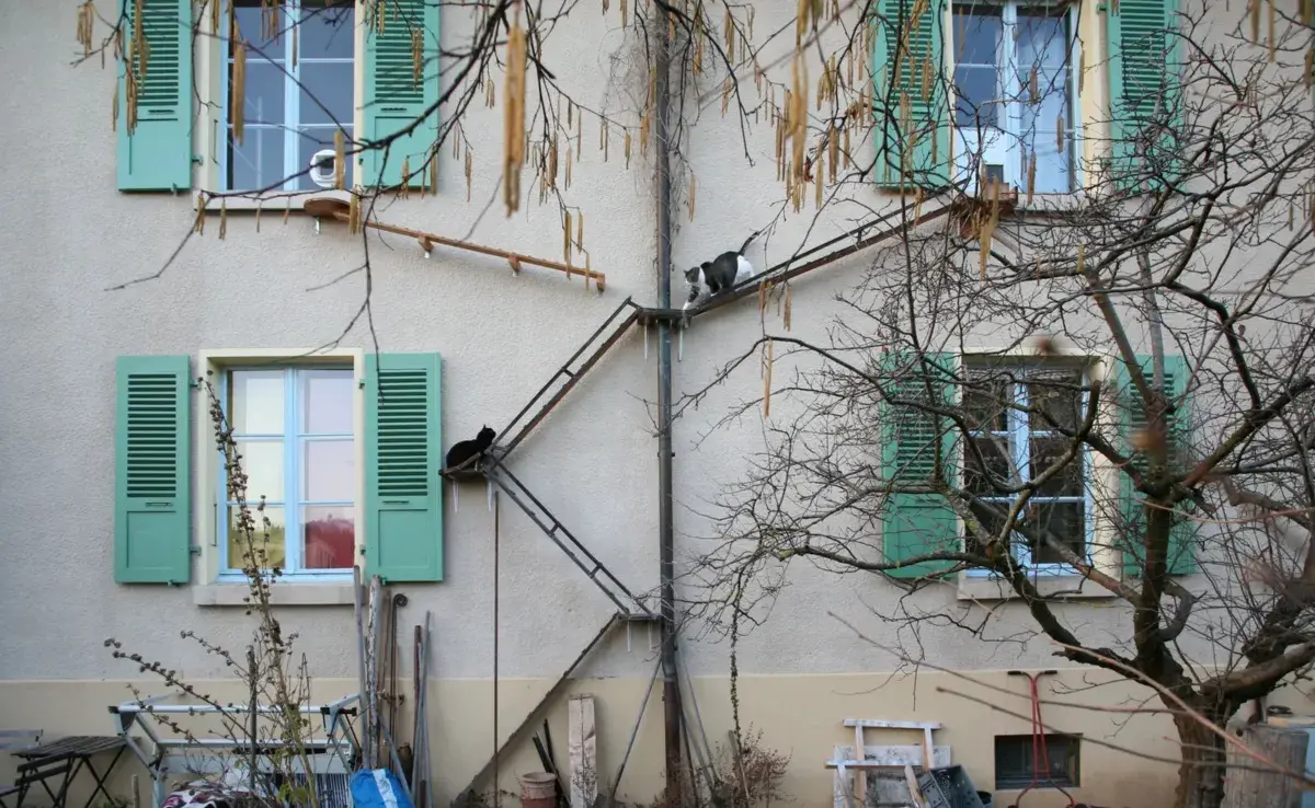 Las casas en Suiza tienen escaleras para gatos.